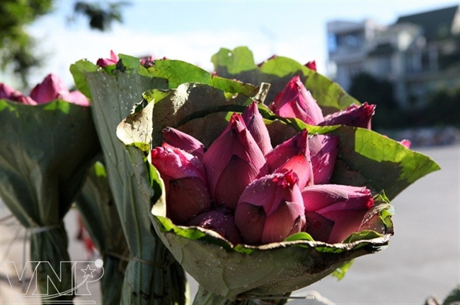 Temporada de lotos en Hanoi ảnh 11