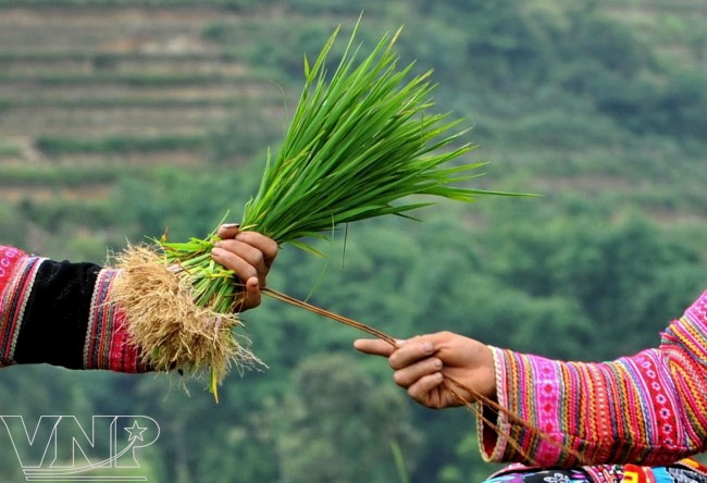 Siembra de arroz en Hoang Su Phi ảnh 4 Siembra de arroz en Hoang Su Phi ảnh 4
