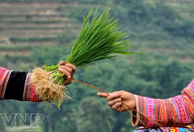Siembra de arroz en Hoang Su Phi ảnh 4