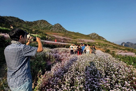 Temporada de flores de alforfón en altiplanicie vietnamita ảnh 8 Temporada de flores de alforfón en altiplanicie vietnamita ảnh 8