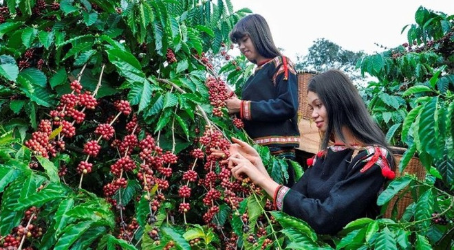 Vietnam busca garantizar producción de café sin provocar deforestación ảnh 1