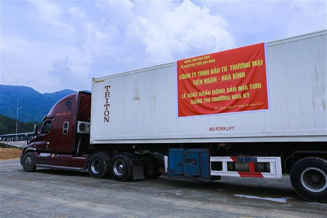 Exportan más de 17 toneladas de caña de azúcar fresca al mercado estadounidense ảnh 1 Exportan más de 17 toneladas de caña de azúcar fresca al mercado estadounidense ảnh 1