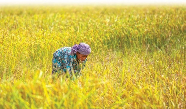 Camboya e Indonesia acuerdan cooperación en comercio de arroz ảnh 1 Camboya e Indonesia acuerdan cooperación en comercio de arroz ảnh 1