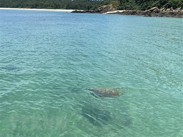 Descubren valiosa especie de tortugas marinas en aguas de Co To ảnh 1