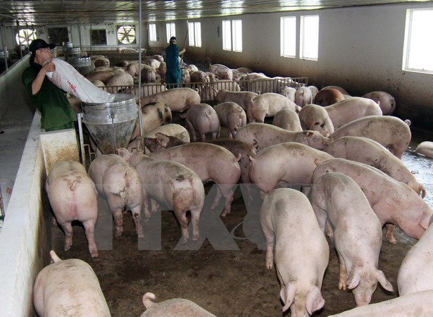 Intercambian experiencias en producción agrícola entre cooperativas ảnh 1 Intercambian experiencias en producción agrícola entre cooperativas ảnh 1