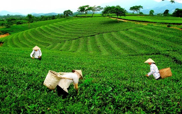 Promueven exportación de té vietnamita a mercados internacionales ảnh 1