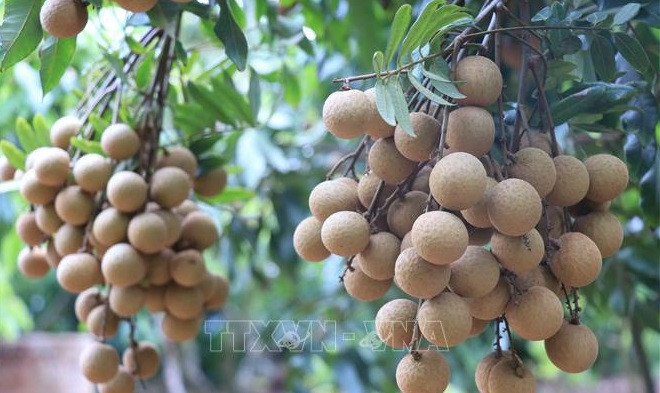Vietnam agiliza trámites para exportación de longan a Japón ảnh 1 Vietnam agiliza trámites para exportación de longan a Japón ảnh 1