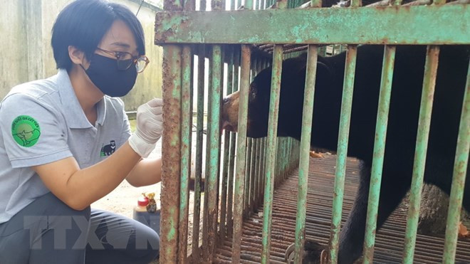Trasladan oso malayo al centro de rescate en provincia de Binh Phuoc ảnh 1 Trasladan oso malayo al centro de rescate en provincia de Binh Phuoc ảnh 1