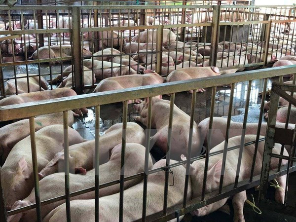 Directora de FDC resalta aportes de áreas rurales al progreso macroeconómico vietnamita ảnh 1