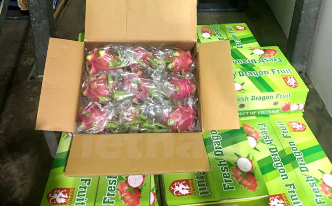 Frutas vietnamitas penetran en supermercados en Australia ảnh 1 Frutas vietnamitas penetran en supermercados en Australia ảnh 1