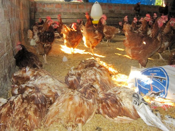 Hanoi fomenta prevención de gripe aviar después de inundaciones ảnh 1 Hanoi fomenta prevención de gripe aviar después de inundaciones ảnh 1