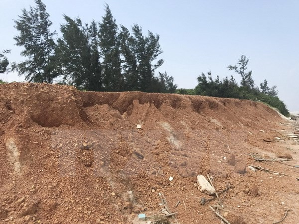 Provincia vietnamita de Ninh Thuan realiza labores de forestación con apoyo japonés ảnh 1 Provincia vietnamita de Ninh Thuan realiza labores de forestación con apoyo japonés ảnh 1