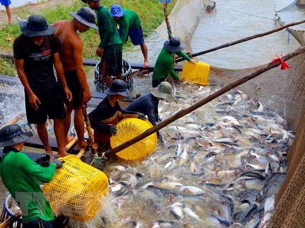 Medio Oriente, mercado potencial de productos acuáticos vietnamitas ảnh 1 Medio Oriente, mercado potencial de productos acuáticos vietnamitas ảnh 1