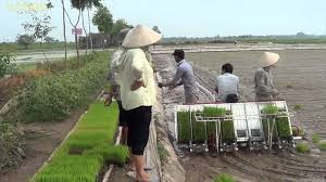 Impulsan mecanización en la producción de arroz en Hanoi ảnh 1