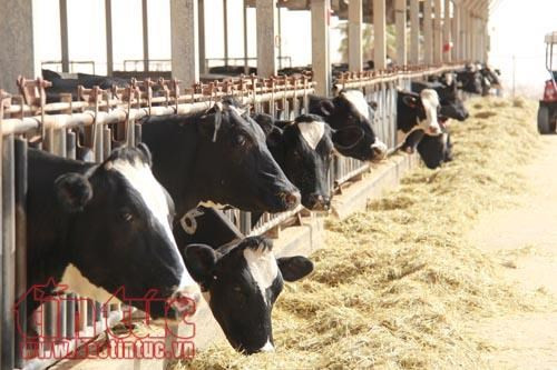 Estudiantes vietnamitas asimilan experiencias agrícolas de Israel ảnh 1