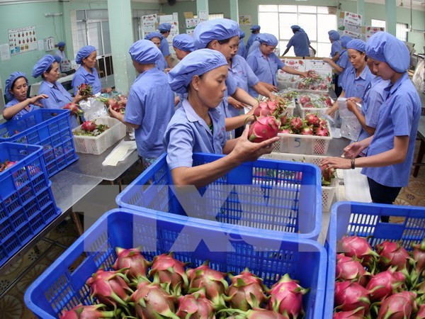 Aumentan exportaciones hortofrutícolas de Vietnam en primer semestre del año ảnh 1 Aumentan exportaciones hortofrutícolas de Vietnam en primer semestre del año ảnh 1