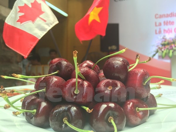 Promueve Canadá exportaciones de cereza en Vietnam ảnh 1 Promueve Canadá exportaciones de cereza en Vietnam ảnh 1