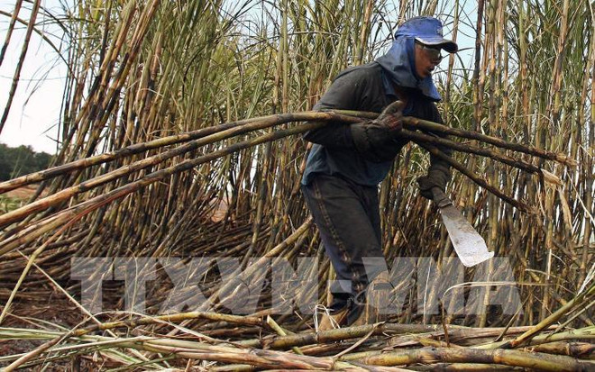Tailandia busca camino de desarrollo para industria azucarera ảnh 1 Tailandia busca camino de desarrollo para industria azucarera ảnh 1
