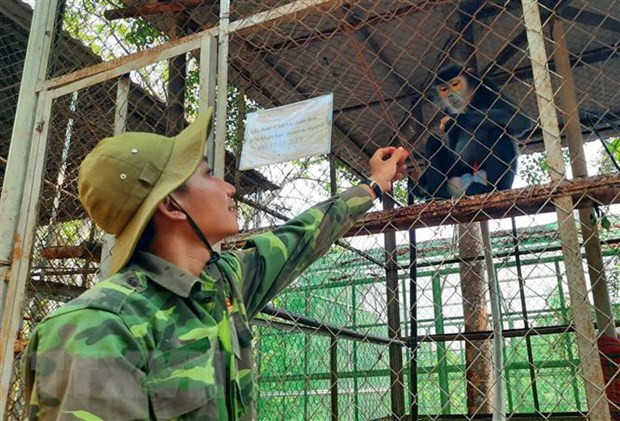Más de 40 animales liberados en el parque nacional de Quang Binh ảnh 1