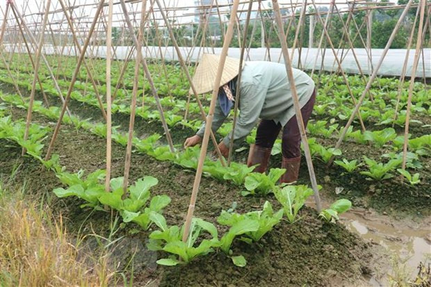 Número de pedidos a empresas en delta de río Mekong reportan caída severa ảnh 1