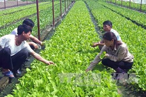 Adopta Vietnam proyecto de desarrollo de agricultura orgánica para periodo 2020-2030 ảnh 1 Adopta Vietnam proyecto de desarrollo de agricultura orgánica para periodo 2020-2030 ảnh 1