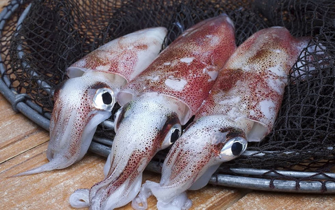 Corea del Sur es el mayor importador de calamar y pulpo de Vietnam ảnh 1 Corea del Sur es el mayor importador de calamar y pulpo de Vietnam ảnh 1