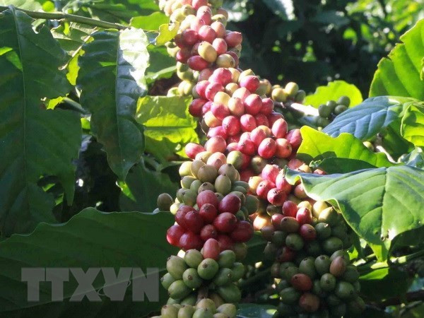 Exportaciones de café de Vietnam superan mil millones de dólares ảnh 1 Exportaciones de café de Vietnam superan mil millones de dólares ảnh 1