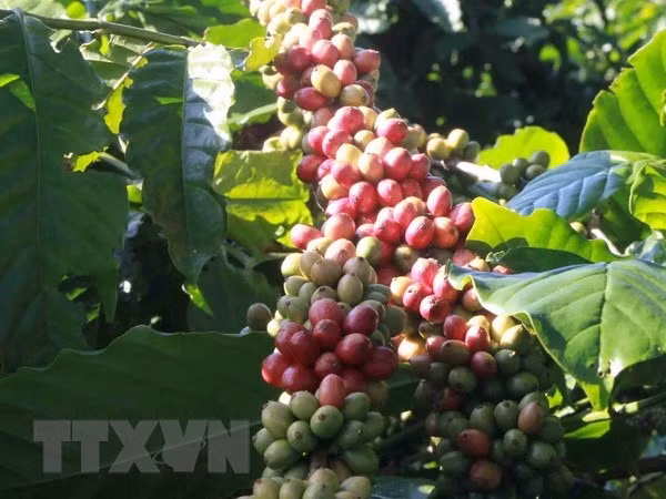Exportaciones de café de Vietnam superan mil millones de dólares ảnh 1