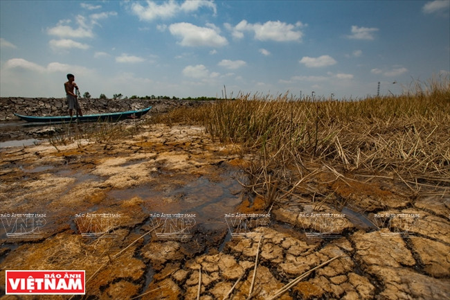 Delta del Mekong hace frente a sequía y salinización ảnh 1 Delta del Mekong hace frente a sequía y salinización ảnh 1