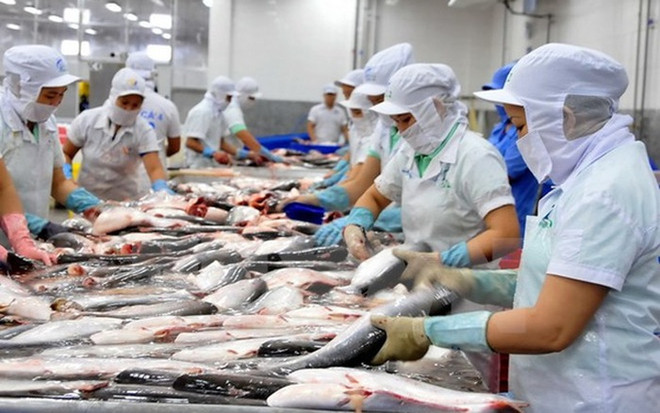 Vietnam intensifica control del proceso de exportación de bagres a Estados Unidos ảnh 1 Vietnam intensifica control del proceso de exportación de bagres a Estados Unidos ảnh 1