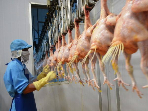Exportarán primer lote de pollo vietnamita a Japón ảnh 1