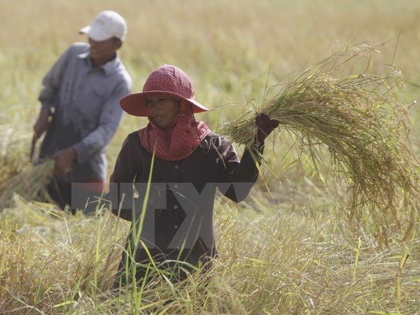 Myanmar venderá 300 mil toneladas de arroz a Bangladesh ảnh 1