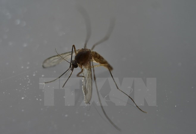 Tranquiliza Tailandia a población sobre contagio de Zika ảnh 1