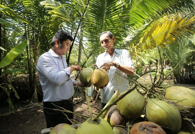 Vietnam prevé valor de exportación de mil millones de USD por exportaciones de coco ảnh 1 Vietnam prevé valor de exportación de mil millones de USD por exportaciones de coco ảnh 1