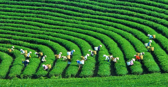Producción verde: tendencia inevitable para empresas vietnamitas ảnh 1 Producción verde: tendencia inevitable para empresas vietnamitas ảnh 1