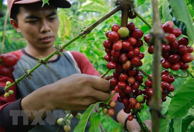 Indonesia promueve exportaciones de café a Qatar ảnh 1 Indonesia promueve exportaciones de café a Qatar ảnh 1