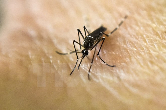 Confirman más casos de Zika en Filipinas y Singapur ảnh 1 Confirman más casos de Zika en Filipinas y Singapur ảnh 1
