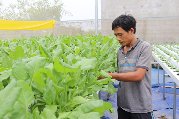 Ninh Thuan de Vietnam amplía producción agrícola de alta tecnología ảnh 1