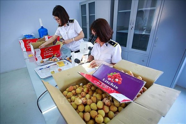 Vietnam por establecer centro de irradiación de frutas para exportación en el Norte ảnh 1 Vietnam por establecer centro de irradiación de frutas para exportación en el Norte ảnh 1
