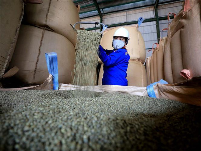 Exportaciones vietnamitas de café podrían alcanzar nuevo récord ảnh 2 Exportaciones vietnamitas de café podrían alcanzar nuevo récord ảnh 2