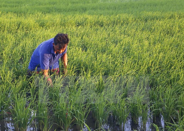 Vietnam y Pakistán impulsan cooperación económica ảnh 1 Vietnam y Pakistán impulsan cooperación económica ảnh 1