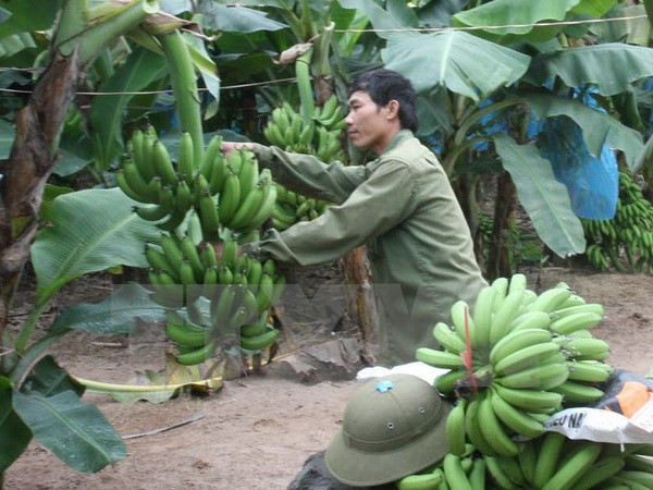 Desarrollo del cultivo de plátano tabasco ảnh 1 Desarrollo del cultivo de plátano tabasco ảnh 1