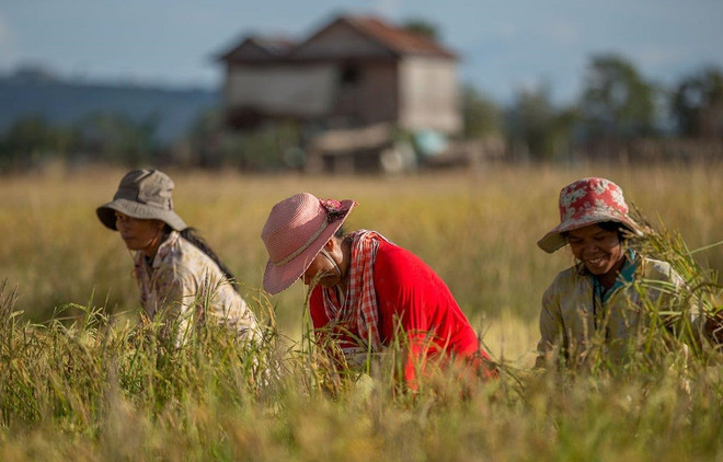 Ventas de Camboya a los países del acuerdo RCEP registran aumento en el primer semestre ảnh 1 Ventas de Camboya a los países del acuerdo RCEP registran aumento en el primer semestre ảnh 1