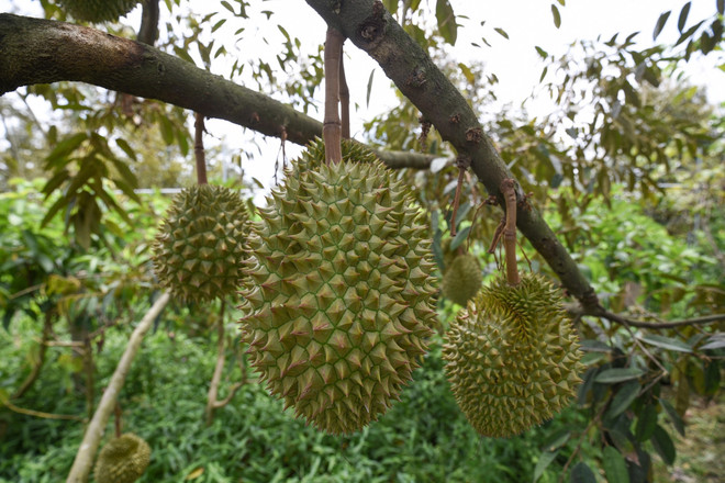 Impulsa Vietnam eficiencia del cultivo de durián para expotación a China ảnh 1 Impulsa Vietnam eficiencia del cultivo de durián para expotación a China ảnh 1