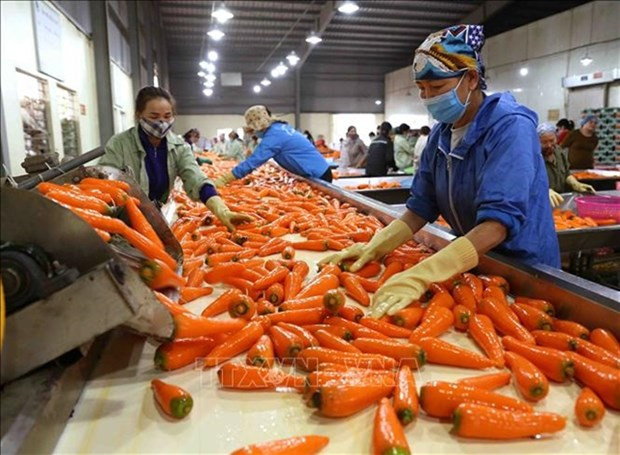 Vietnam aspira a ser uno de los diez principales procesadores de agricultura del mundo ảnh 1