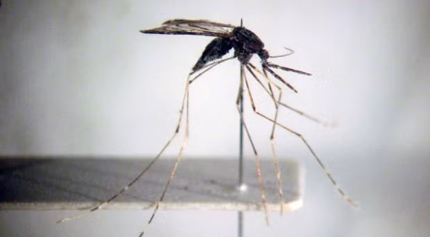 Aumentan casos de dengue en Laos ảnh 1