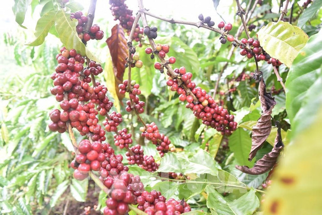 Debatirán oportunidades para exportaciones de café vietnamita a África ảnh 1 Debatirán oportunidades para exportaciones de café vietnamita a África ảnh 1
