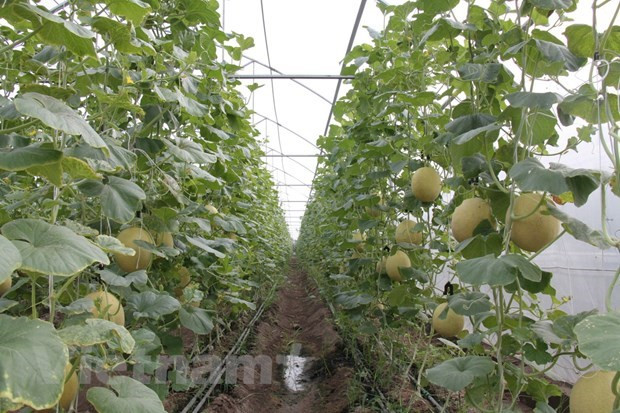 Provincia de Dong Nai se enfoca en construir áreas rurales de nuevo estilo ảnh 1