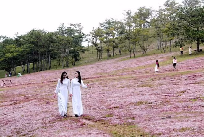 Efectuarán Festival de hierbas rosadas de Lang Biang ảnh 1