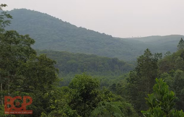 Provincia de Bac Giang impulsa el desarrollo forestal sostenible ảnh 1